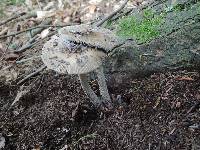 Amanita rhacopus image