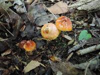 Hygrocybe psittacina var. perplexa image