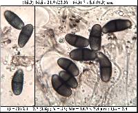 Buellia disciformis image