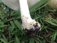 Amanita pubescens image