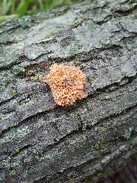 Xylaria cubensis image