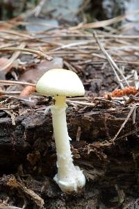 Amanita velatipes image