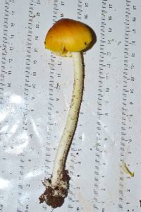 Amanita banningiana image