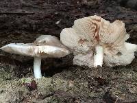 Pluteus petasatus image