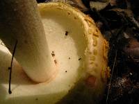 Amanita amerirubescens image