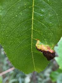 Taphrina deformans image
