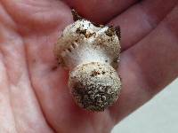 Amanita morrisii image
