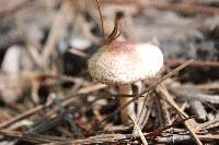 Lepiota flammeotincta image