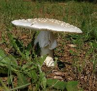 Amanita canescens image