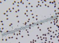 Psathyrella delineata image