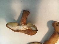 Gyroporus castaneus image