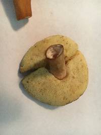 Gyroporus castaneus image