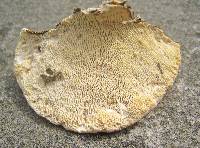 Trametes gibbosa image