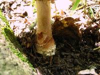 Amanita rubescens var. rubescens image