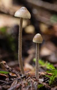 Mycena amicta image