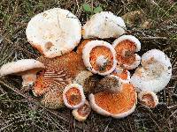 Lactarius salmoneus image