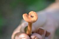 Lactarius oculatus image