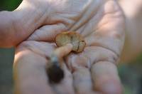 Lactarius oculatus image