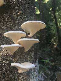 Lentinus scleropus image