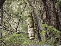 Fomitopsis officinalis image