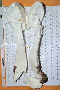 Amanita daucipes image