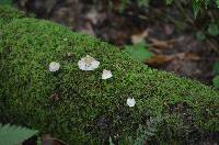Mycena galericulata image