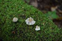 Mycena galericulata image