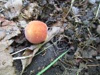 Chalciporus pseudorubinellus image