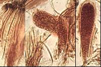 Sarcogyne fallax image