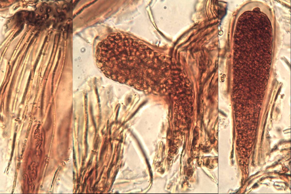 Sarcogyne fallax image