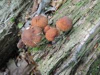 Psathyrella delineata image