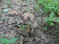 Coprinopsis acuminata image