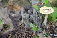 Amanita praecox image