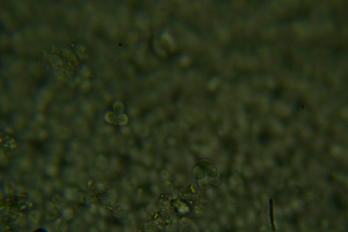 Calyptella gibbosa image