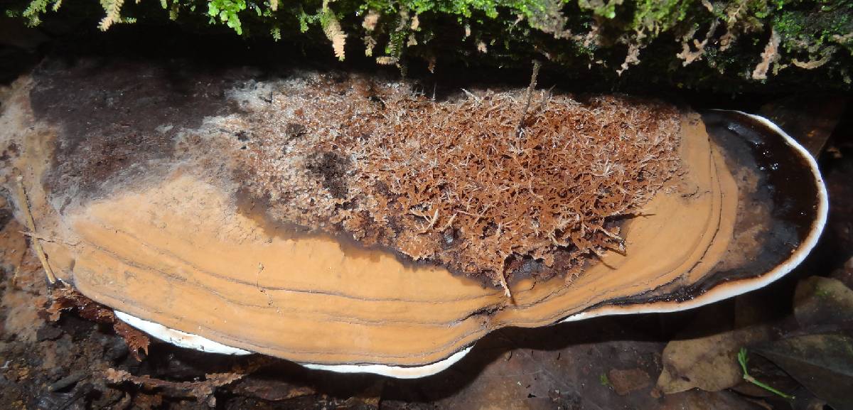 Ganoderma fornicatum image