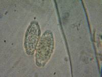 Peziza phyllogena image