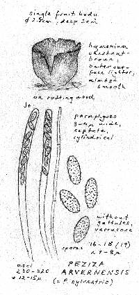 Peziza arvernensis image