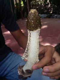 Phallus indusiatus image