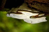 Fomitopsis officinalis image