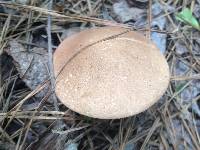 Tylopilus violatinctus image