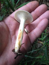 Lactarius maculatipes image