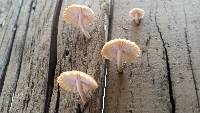 Heliocybe sulcata image