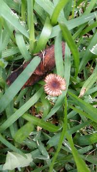 Heliocybe sulcata image