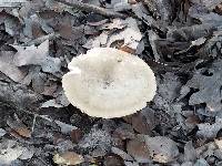 Russula crustosa image