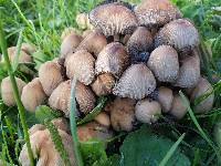 Coprinellus saccharinus image