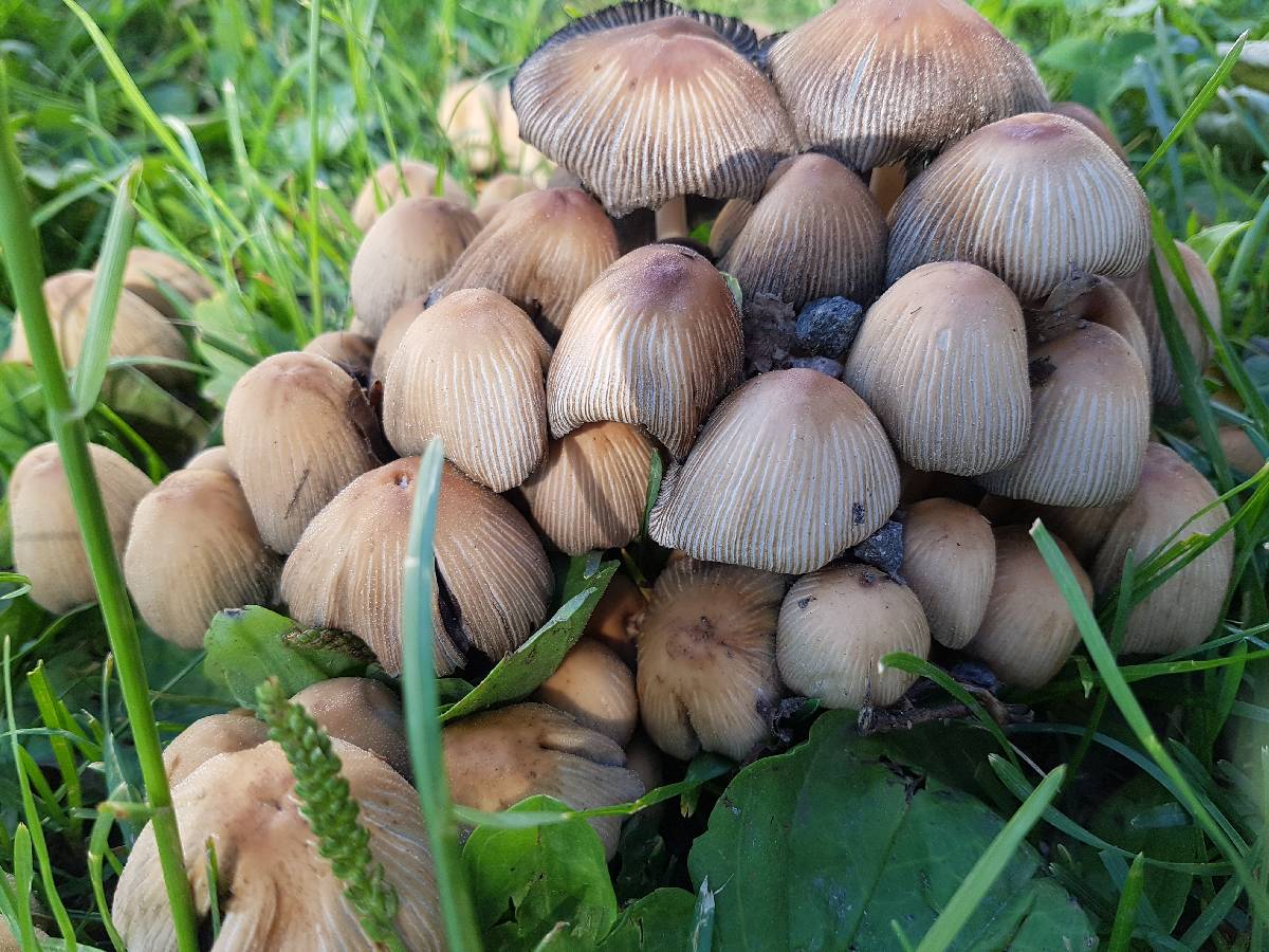 Coprinellus saccharinus image