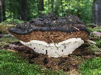 Ganoderma lobatum image