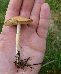 Marasmius oreades image