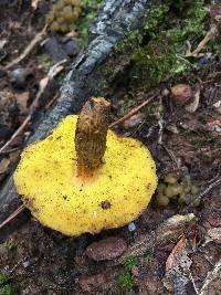 Aureoboletus innixus image