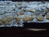 Dacrymyces punctiformis image